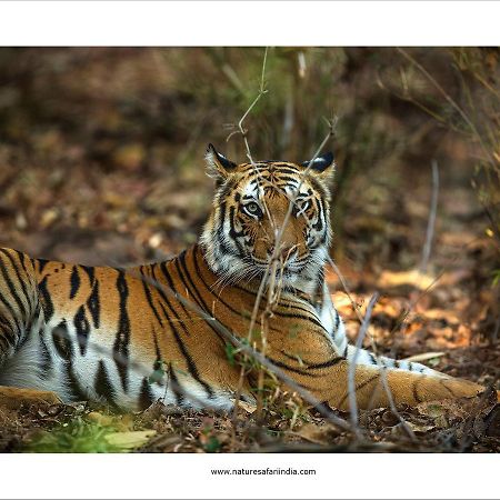 Tiger'S Den Resort Bandhavgarh National Park Dış mekan fotoğraf