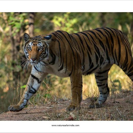Tiger'S Den Resort Bandhavgarh National Park Dış mekan fotoğraf