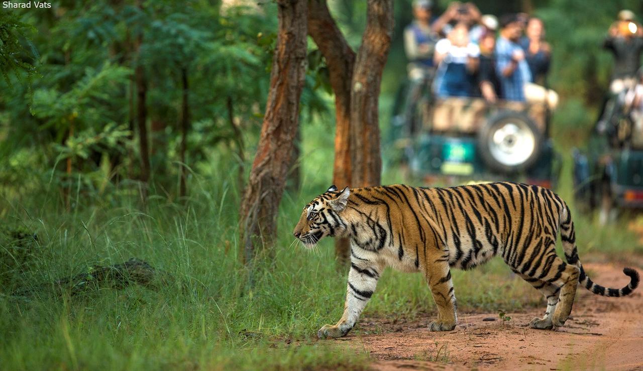 Tiger'S Den Resort Bandhavgarh National Park Dış mekan fotoğraf