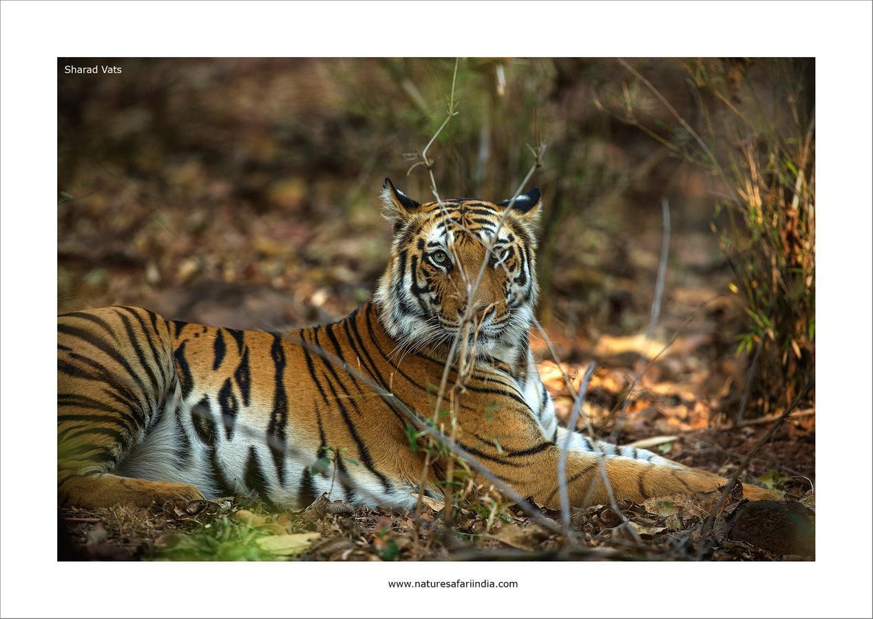 Tiger'S Den Resort Bandhavgarh National Park Dış mekan fotoğraf