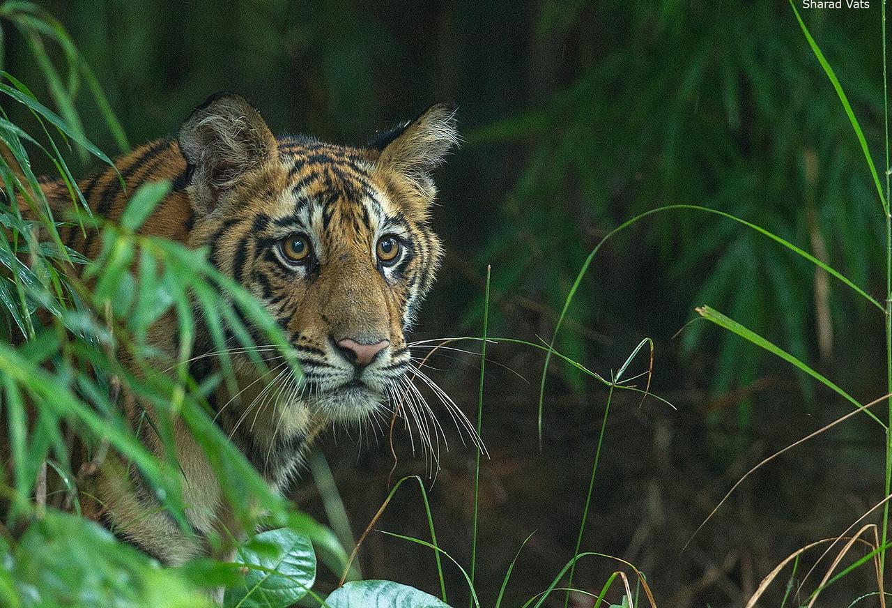 Tiger'S Den Resort Bandhavgarh National Park Dış mekan fotoğraf